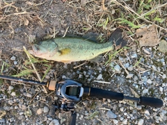 ラージマウスバスの釣果