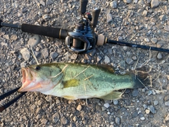 ラージマウスバスの釣果