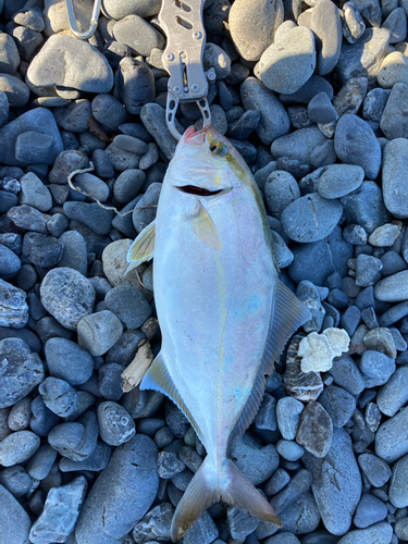 ショゴの釣果