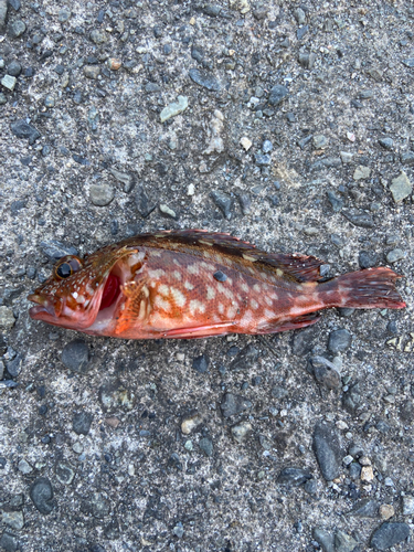 カサゴの釣果