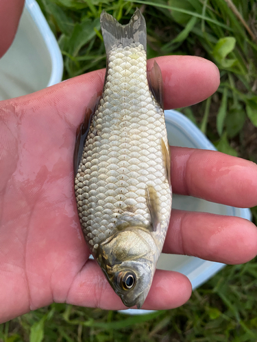 マブナの釣果