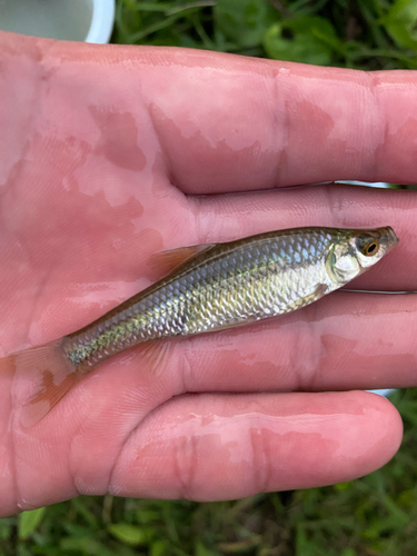 クチボソの釣果