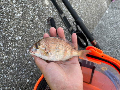 チャリコの釣果