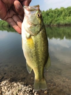 ラージマウスバスの釣果