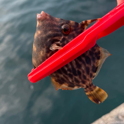 カワハギの釣果