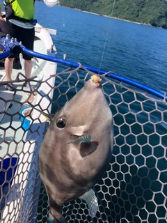 ウマヅラハギの釣果