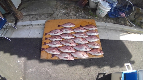 マダイの釣果