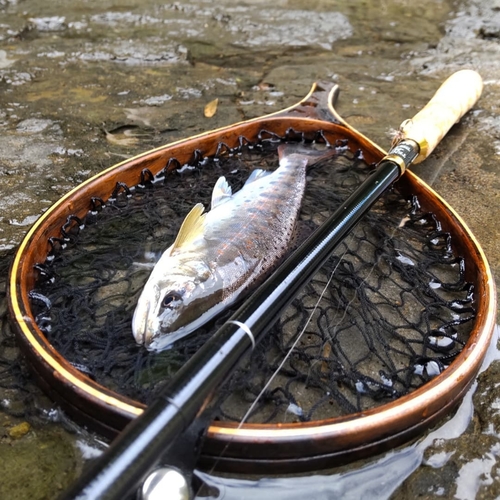 アマゴの釣果