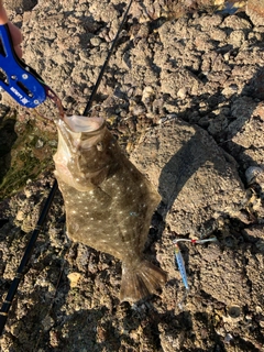 ヒラメの釣果