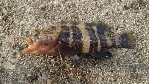 アオハタの釣果