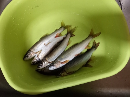 アユの釣果