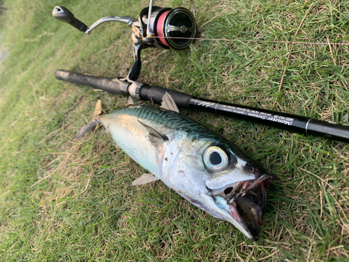 サバの釣果