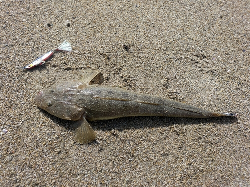 マゴチの釣果