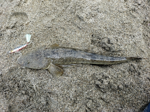 マゴチの釣果