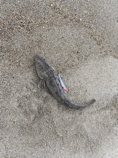 マゴチの釣果