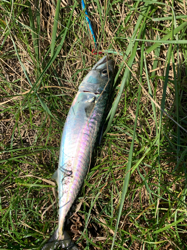 サバの釣果