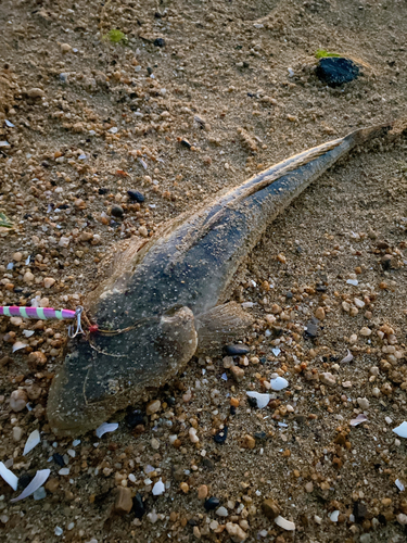 マゴチの釣果