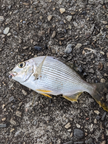 ヘダイの釣果