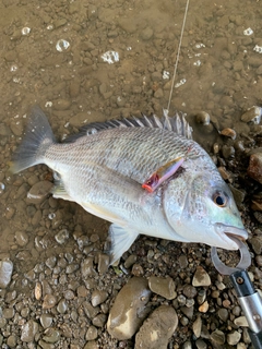 キビレの釣果