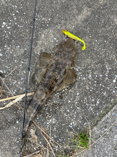 マゴチの釣果