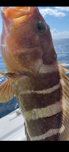 アオハタの釣果