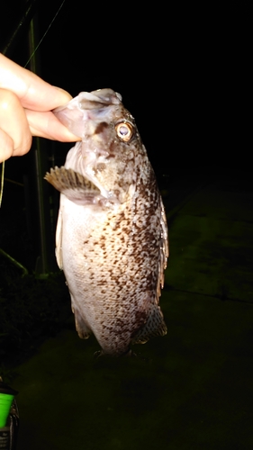 ソイの釣果