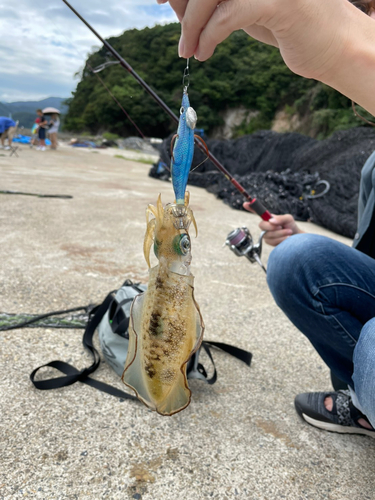 アオリイカの釣果