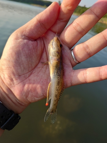 マハゼの釣果