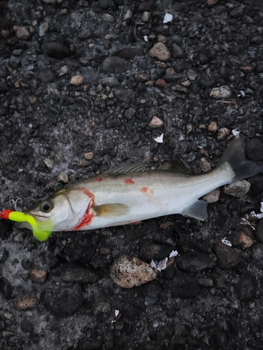 セイゴ（マルスズキ）の釣果