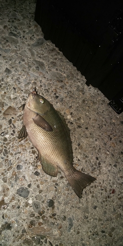 クチブトグレの釣果