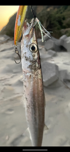 カマスの釣果