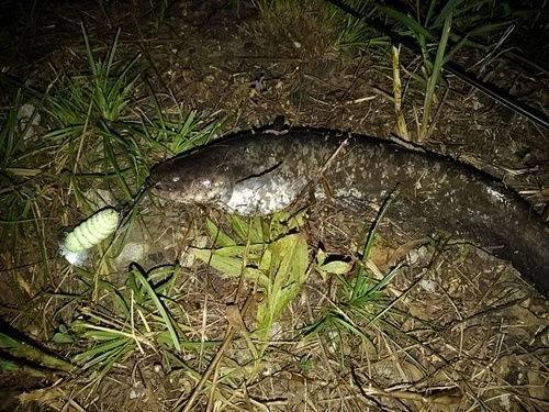 マナマズの釣果