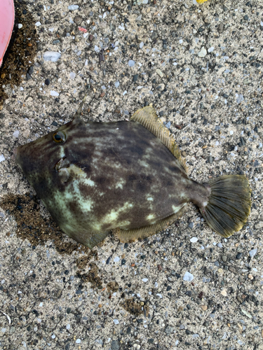 カワハギの釣果