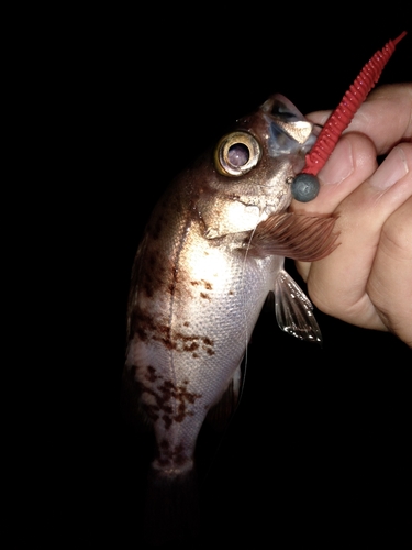 クロメバルの釣果