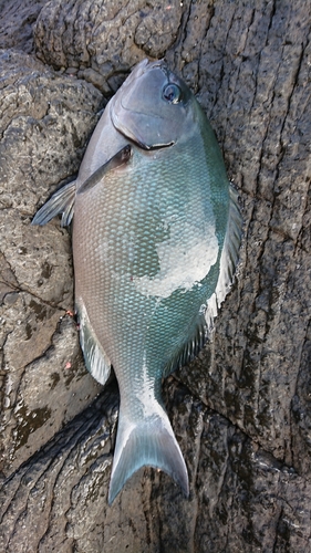 オナガグレの釣果