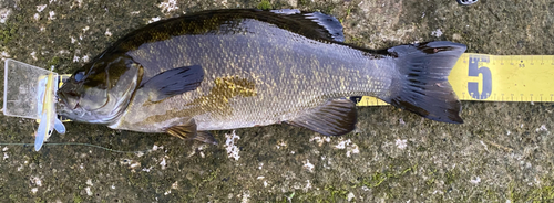 スモールマウスバスの釣果