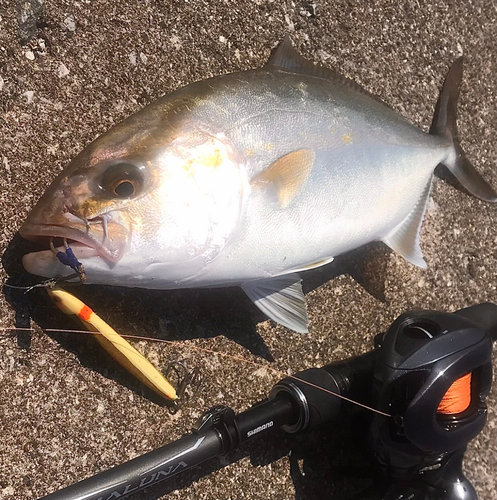 ショゴの釣果