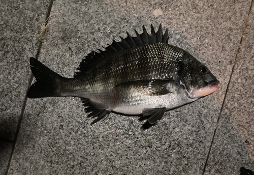 クロダイの釣果