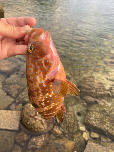 アコウの釣果