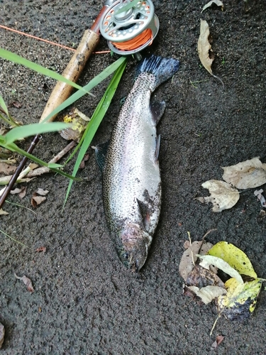 ニジマスの釣果