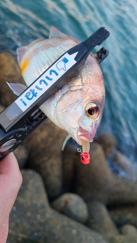 チャリコの釣果