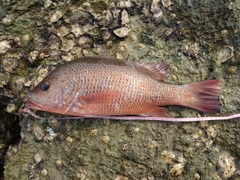 ゴマフエダイの釣果