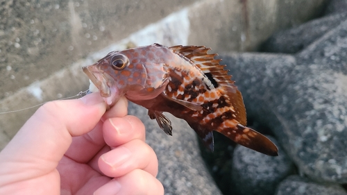 キジハタの釣果