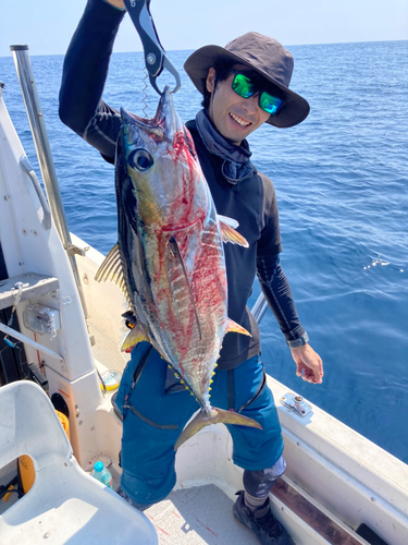 キハダマグロの釣果