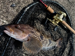 アブラコの釣果