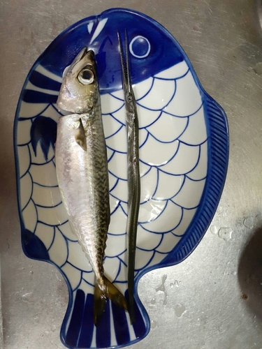 サバの釣果