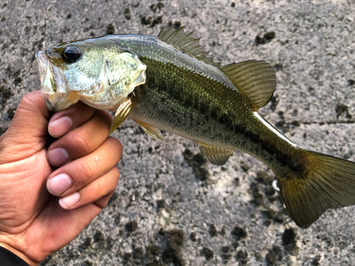 ラージマウスバスの釣果