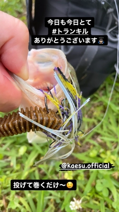 ブラックバスの釣果