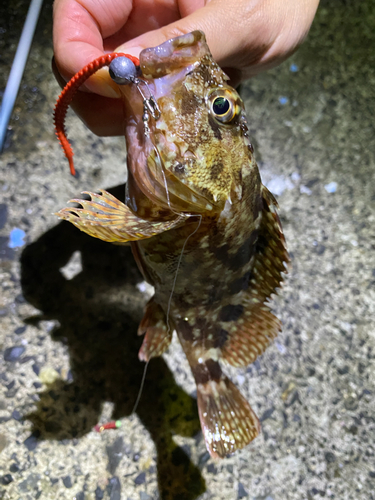 ガシラの釣果