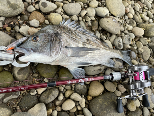 チヌの釣果